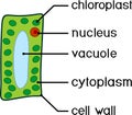 Simplified structure of plant cell chloroplast, nucleus, vacuole, cytoplasm and cell wall. Royalty Free Stock Photo